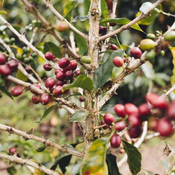 Peeze Amora dark roast